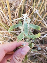 Buddleja scordioides