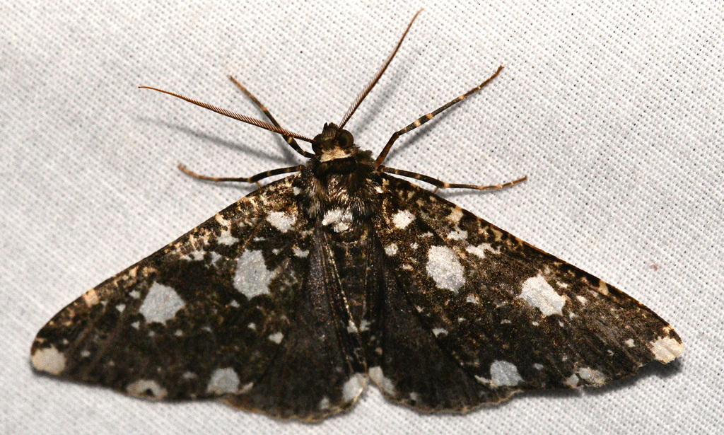 Melanotesia siderata