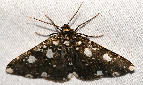 Melanotesia siderata