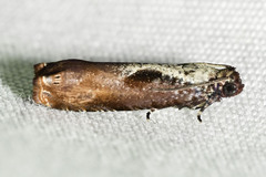 Episimus tyrius