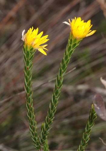 Image of Lachnaea aurea by (c) desertnaturalist, some rights reserved (CC BY)