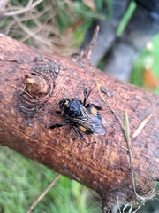 Bombus terrestris audax