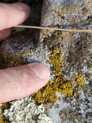 Candelariella rosulans