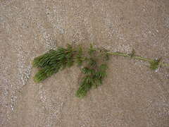 Ceratophyllum