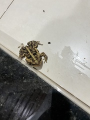 Rhinella
