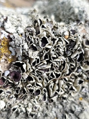 Rhizoplaca chrysoleuca