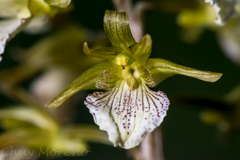 Corallorhiza macrantha