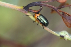 Aporocera