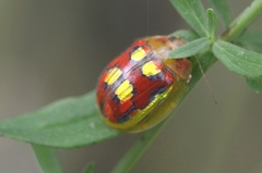Paropsisterna nobilitata