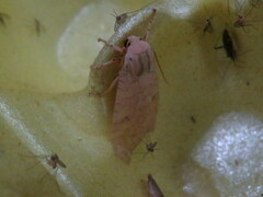 Halysidota tessellaris