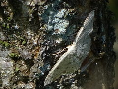 Cyclophora albipunctata