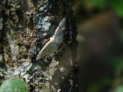 Cyclophora albipunctata