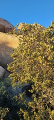 Simmondsia chinensis