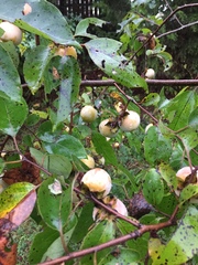 Diospyros virginiana