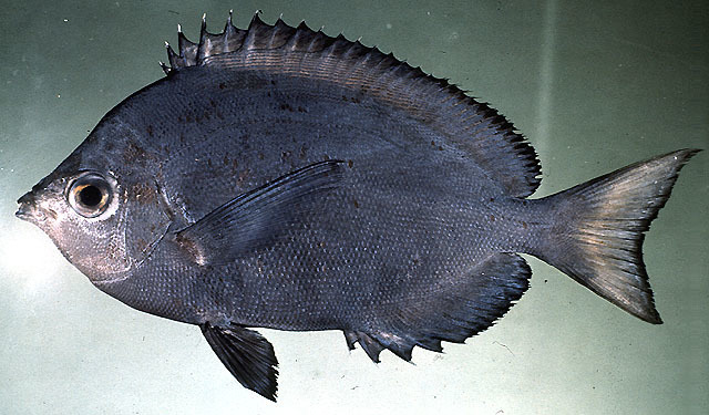 Spiny Butterflyfish