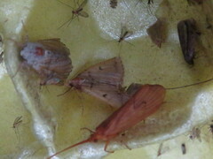 Zanclognatha laevigata