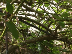 Vireo huttoni