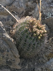 Eriosyce curvispina