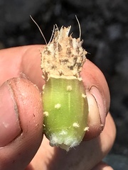 Eriosyce curvispina