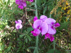 Lathyrus