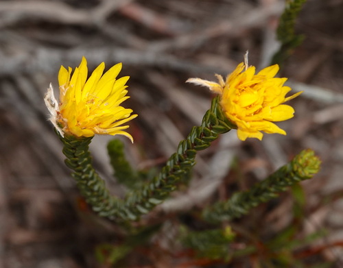 Image of Lachnaea aurea by (c) desertnaturalist, some rights reserved (CC BY)