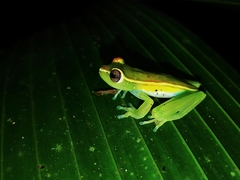 Boana rufitela