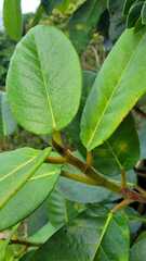 Ficus