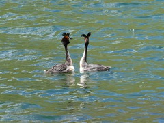 Podiceps cristatus australis