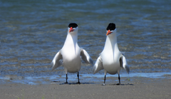 Caspian Tern photo 5