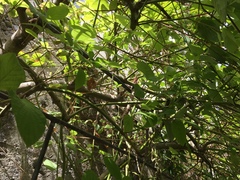 Vireo huttoni