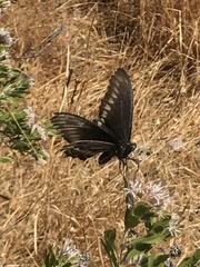Battus polydamas psittacus