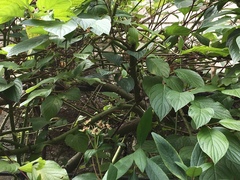 Vireo huttoni