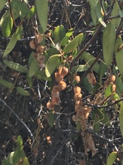 Colliguaja odorifera