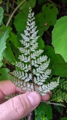 Pityrogramma calomelanos