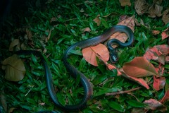 Stegonotus australis
