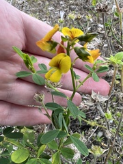Crotalaria pumila