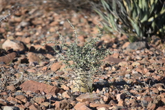 Fouquieria columnaris