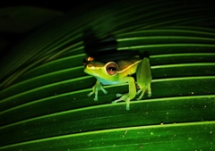 Boana rufitela