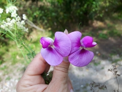 Lathyrus