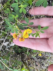 Crotalaria pumila