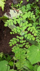 Adiantum concinnum