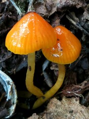 Gliophorus perplexus
