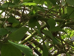 Vireo huttoni