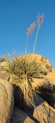 Nolina bigelovii