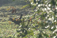 Galloperdix spadicea