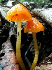 Gliophorus perplexus