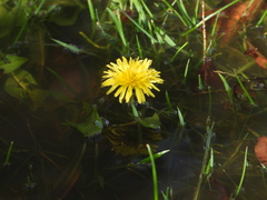 Crepidinae