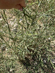 Lepidium graminifolium