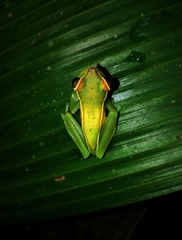 Boana rufitela