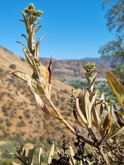 Spinoliva ilicifolia